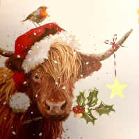 Highland Christmas cow