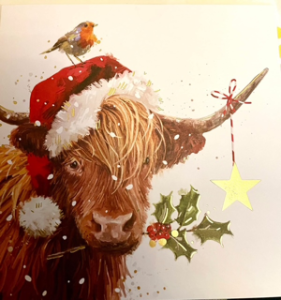 Highland Christmas cow